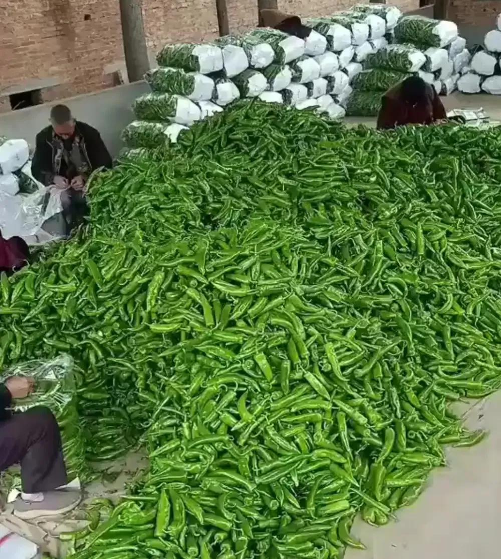 一亩田蔬菜销售_聊城蔬菜代办_农产品经纪人赚钱吗