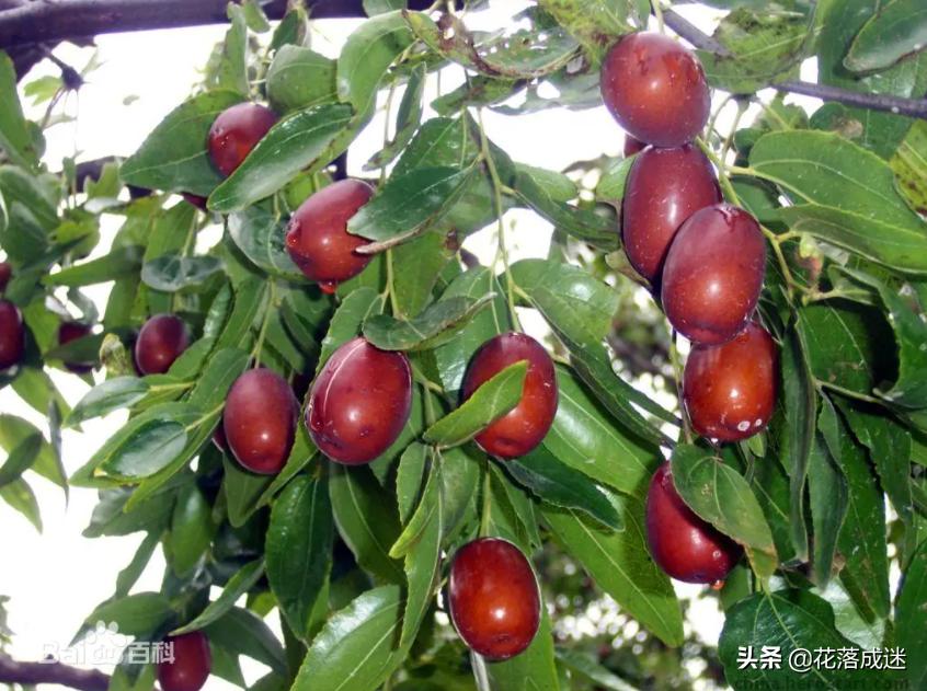陕西苹果_陕西红枣_陕西特色农产品