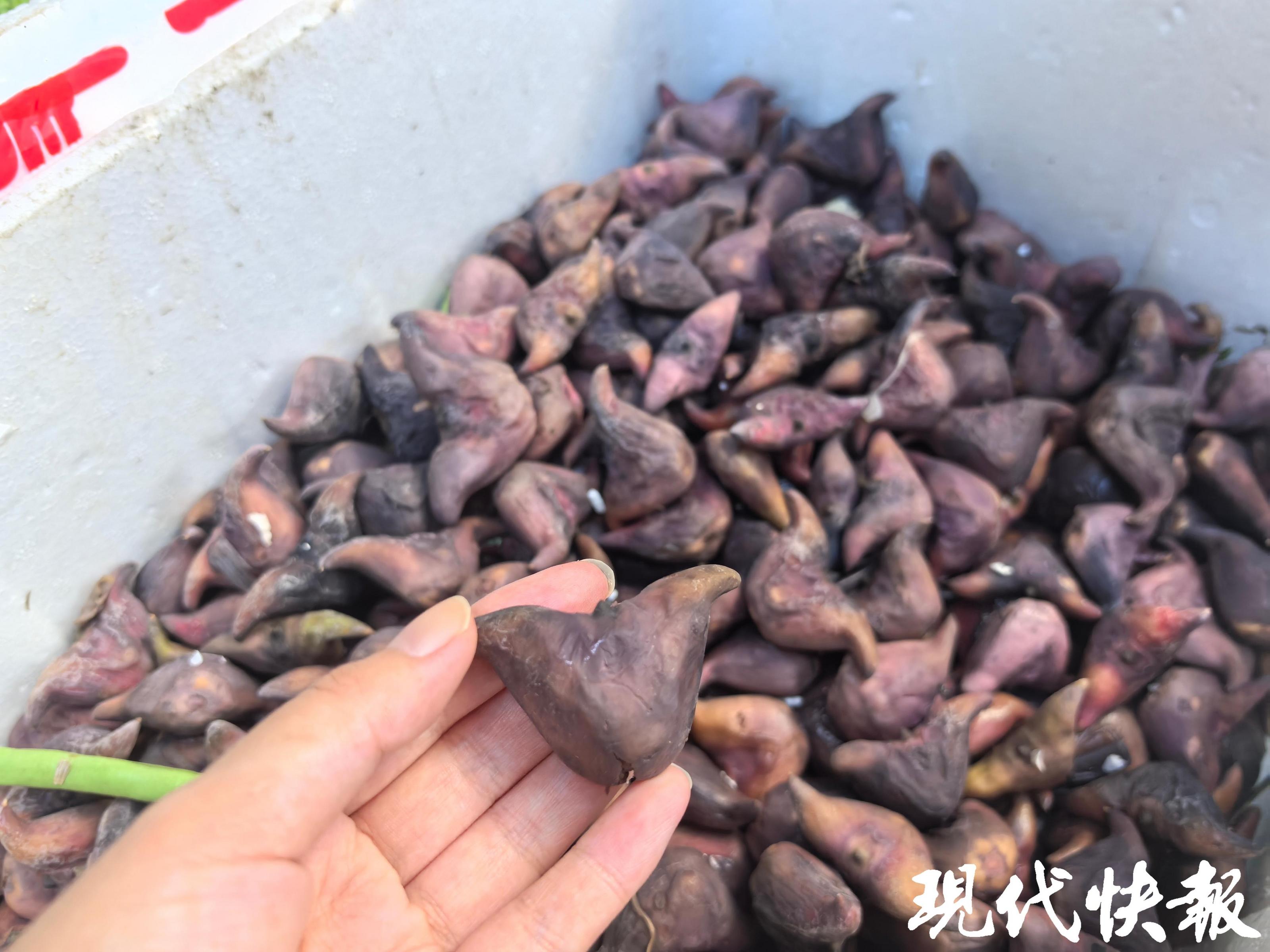 南京水八仙上市时间_南京农产品报价平台_水八仙价格
