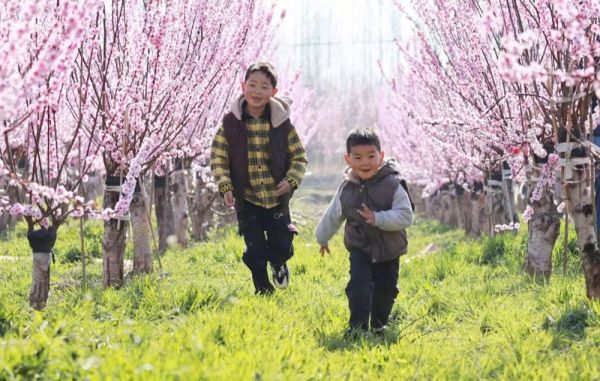 农产品地理标志登记_桑墟榆叶梅产业富民增收_桑墟榆叶梅国家农产品地理标志登记证书