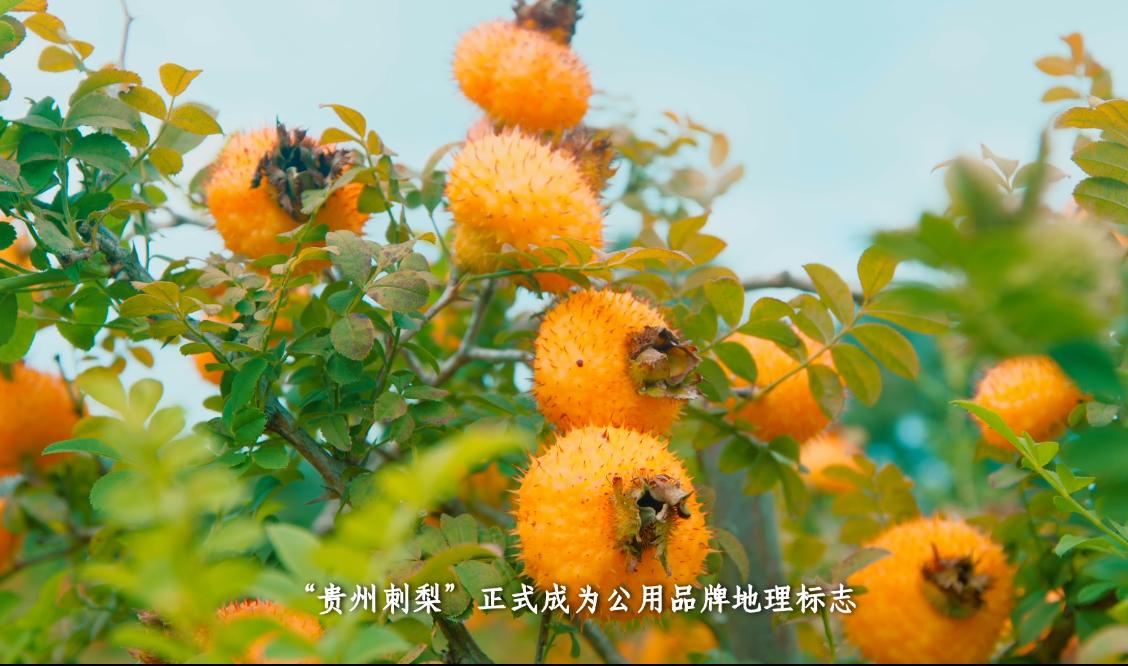贵州关岭牛现代化交易市场_贵州西部农产品投资_贵州阳雀湖高山特色辣椒基地全产业链发展