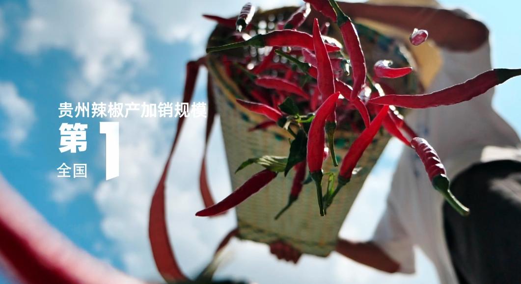 贵州阳雀湖高山特色辣椒基地全产业链发展_贵州关岭牛现代化交易市场_贵州西部农产品投资