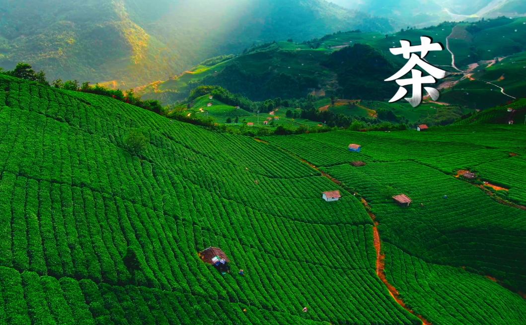 贵州阳雀湖高山特色辣椒基地全产业链发展_贵州西部农产品投资_贵州关岭牛现代化交易市场
