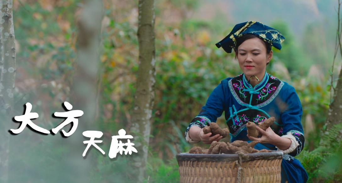 贵州关岭牛现代化交易市场_贵州西部农产品投资_贵州阳雀湖高山特色辣椒基地全产业链发展