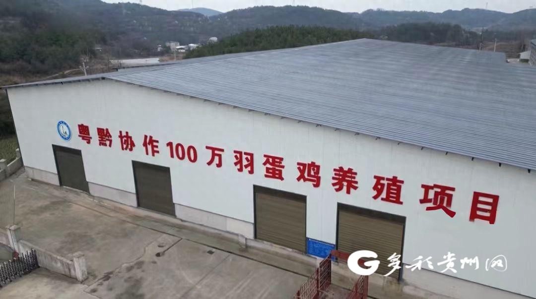 贵州西部农产品投资_贵州生态鸡蛋 钱大妈 粤黔东西部协作