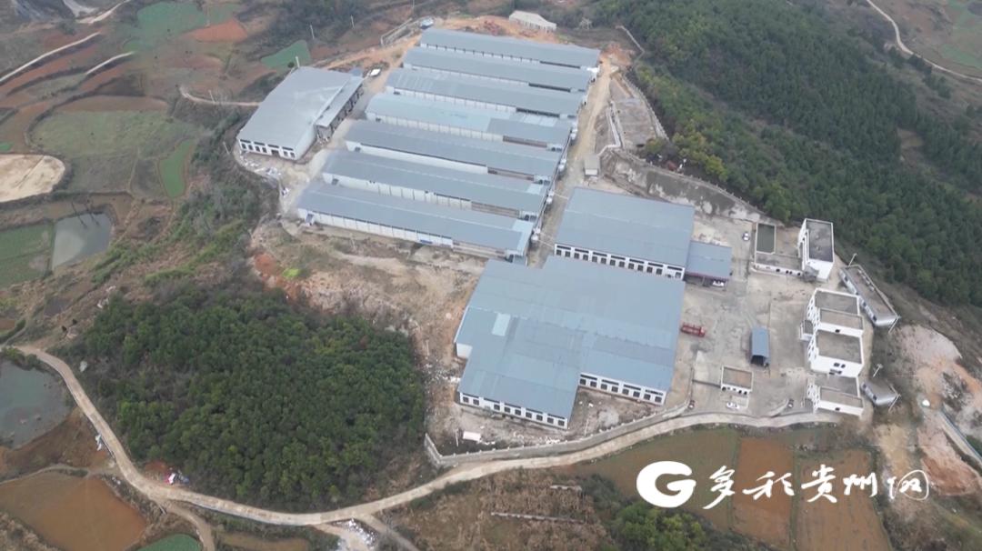 贵州生态鸡蛋 钱大妈 粤黔东西部协作_贵州西部农产品投资