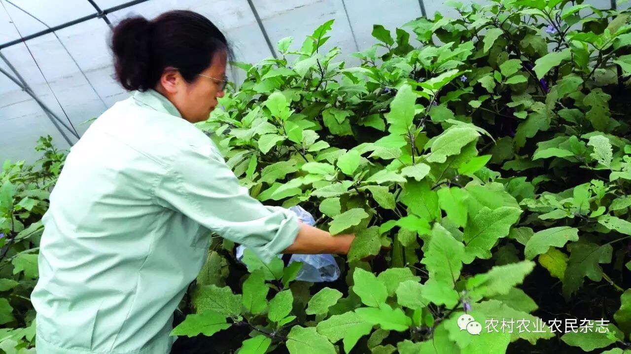 农产品质量安全监测_河南省农产品质量安全检测中心_农产品质量安全监测