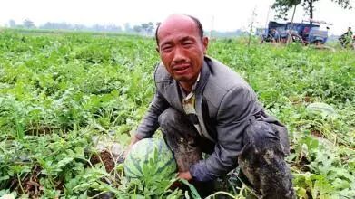 南方暴雨农产品滞销_今年滞销的农产品_猪价因灾反弹分析