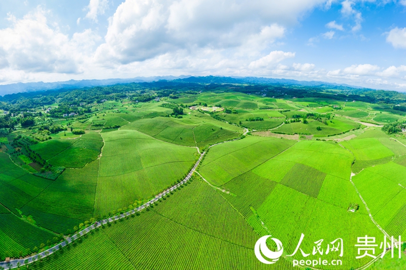 贵州两红三绿一抹品牌推介会_贵州绿色农产品_贵州白叶一号感恩茶发布