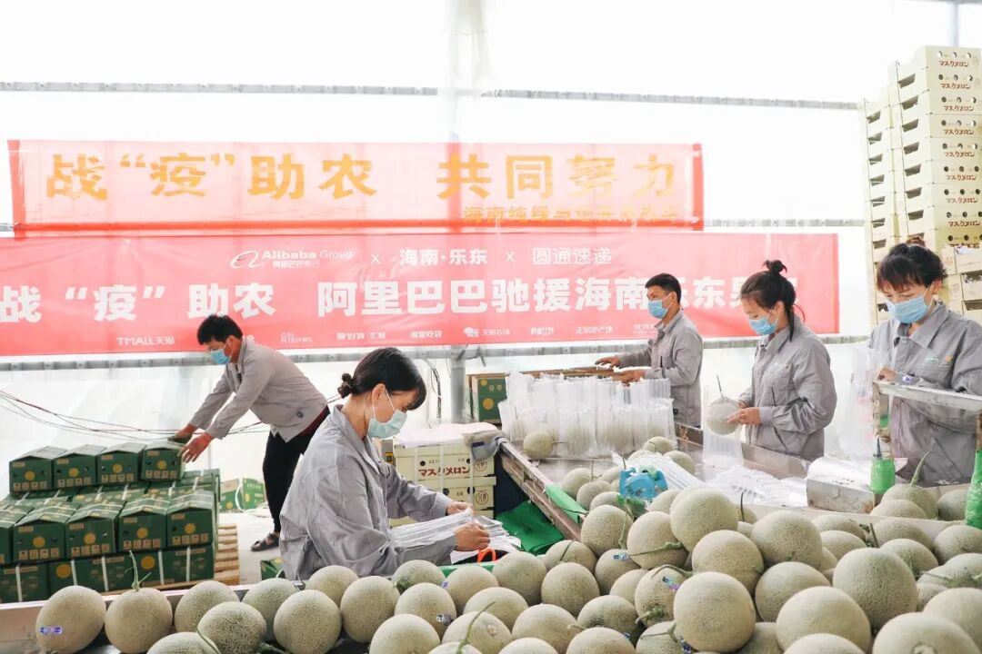 淘宝吃货助农活动_淘宝镇 农产品_海南菠萝滞销问题