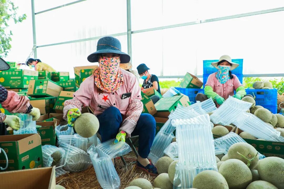 淘宝吃货助农活动_淘宝镇 农产品_海南菠萝滞销问题