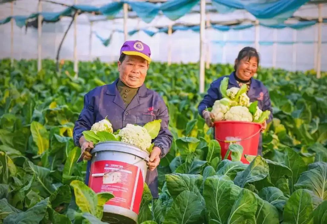 菜篮子工程 城市居民生活改善 中国农业发展 城市副食品供应体系_农产品标准化的概念