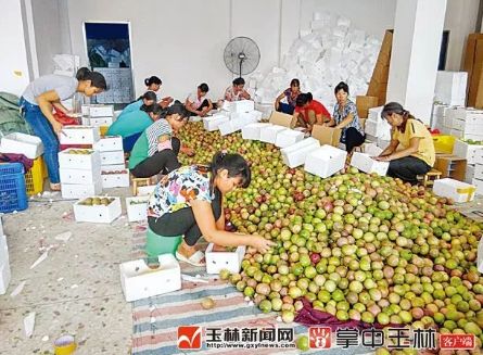 北流百香果 全国百香果集散地_柳州市柳江区拉堡镇基隆村 广西首个淘宝村_淘宝镇 农产品