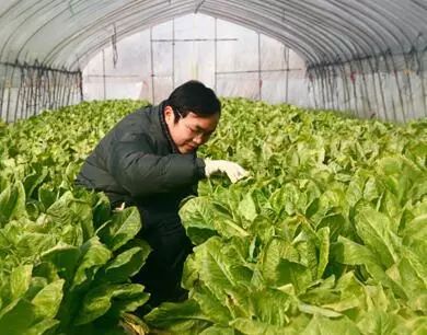 农产品溯源定义_农产品质量安全追溯_绿色食品有机农产品地理标志农产品追溯管理