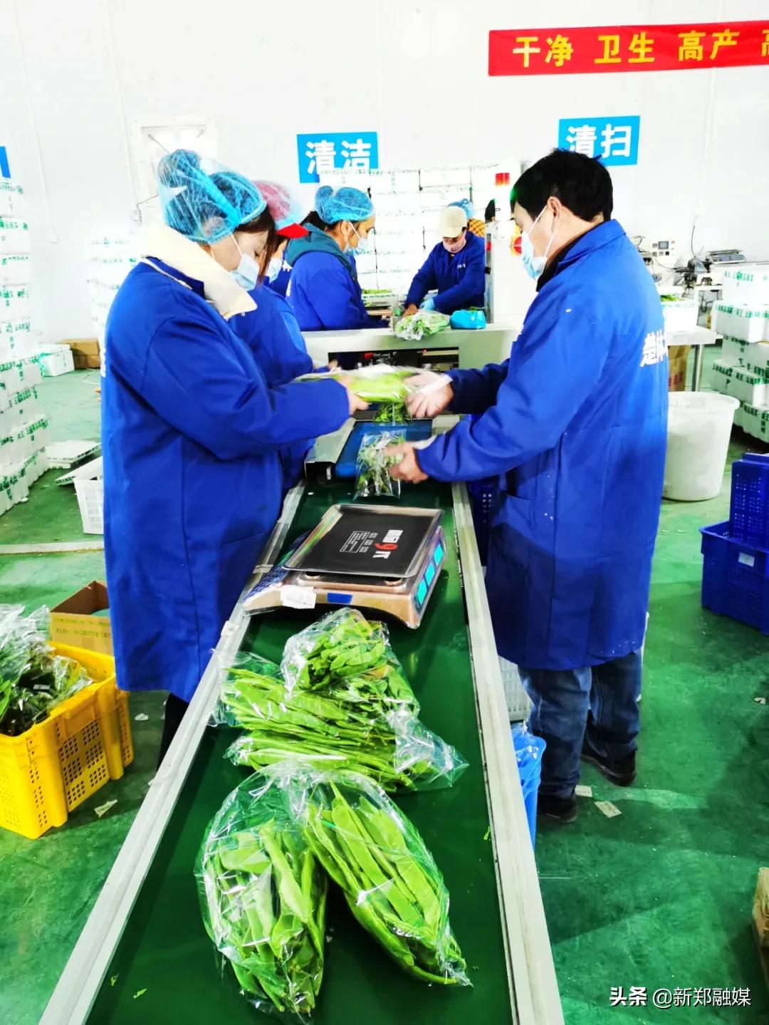 河南楚林农选农业科技有限公司_农产品滞销帮扶平台_社区电商蔬菜供应商