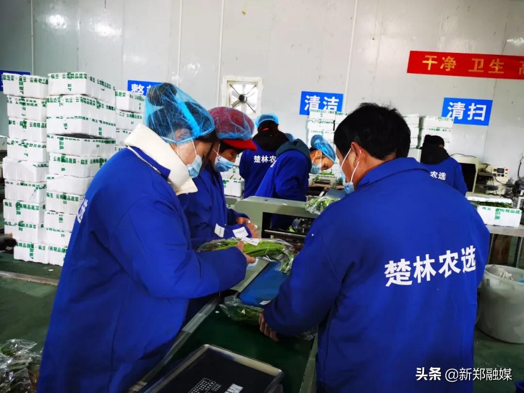 河南楚林农选农业科技有限公司_社区电商蔬菜供应商_农产品滞销帮扶平台