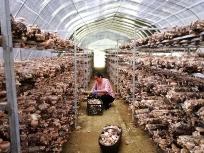 康县乡村振兴 美丽乡村建设 陇南康县全域旅游_康县农产品流通网