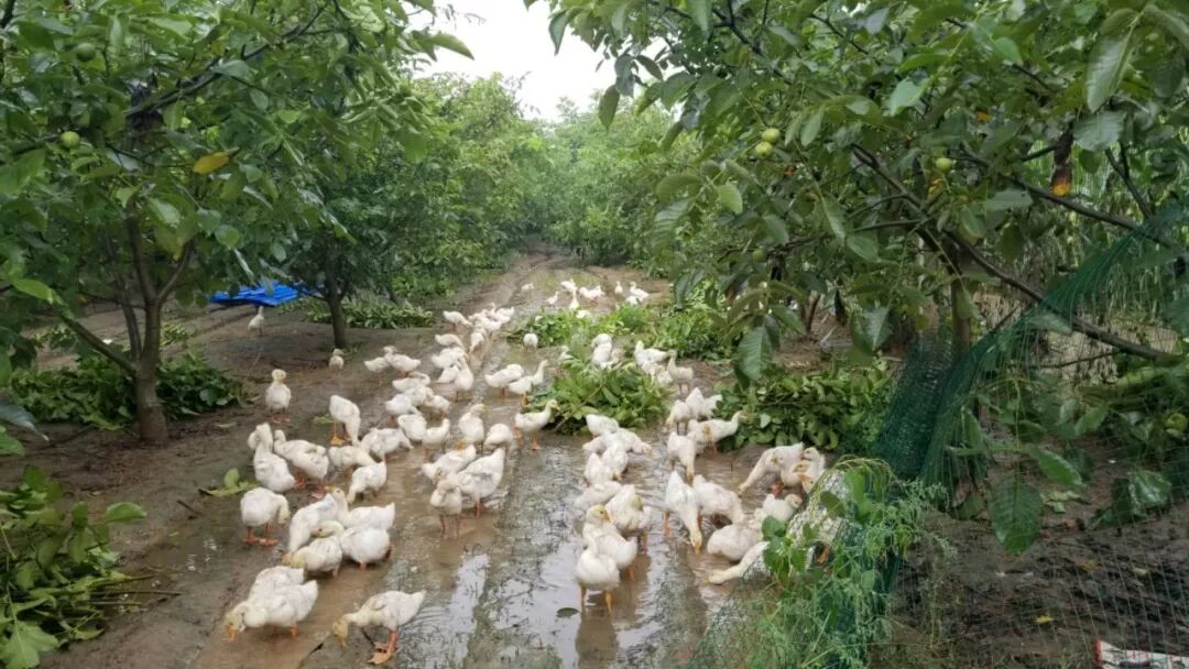 贫困地区特色农产品_悬河生态农产品专卖店_张吴寨扶贫特产