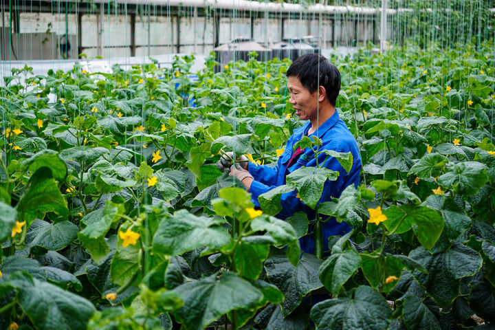 寿光中国蔬菜之乡 大棚蔬菜产业优势 寿光蔬菜产业发展历程_山东农产品批发市场