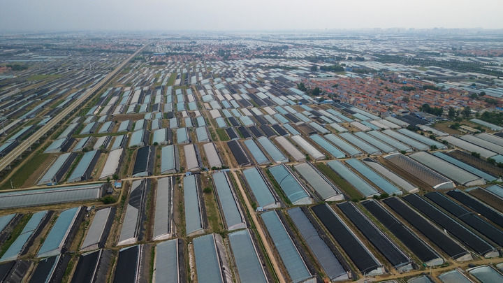 山东农产品批发市场_寿光中国蔬菜之乡 大棚蔬菜产业优势 寿光蔬菜产业发展历程