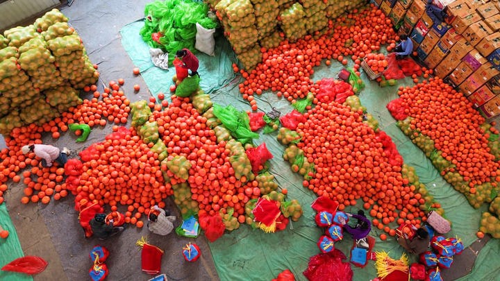 中国蔬菜之乡为何是山东小城寿光？这里种菜卖菜育种全在行