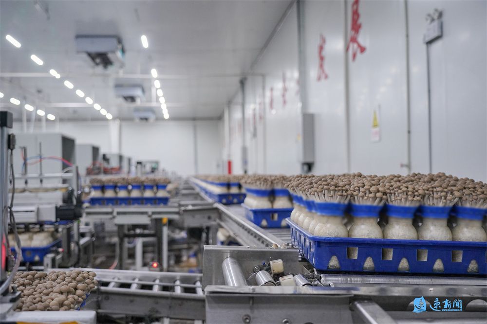 淘宝初级农产品被下架_食用菌质量安全_农产品质量安全监管