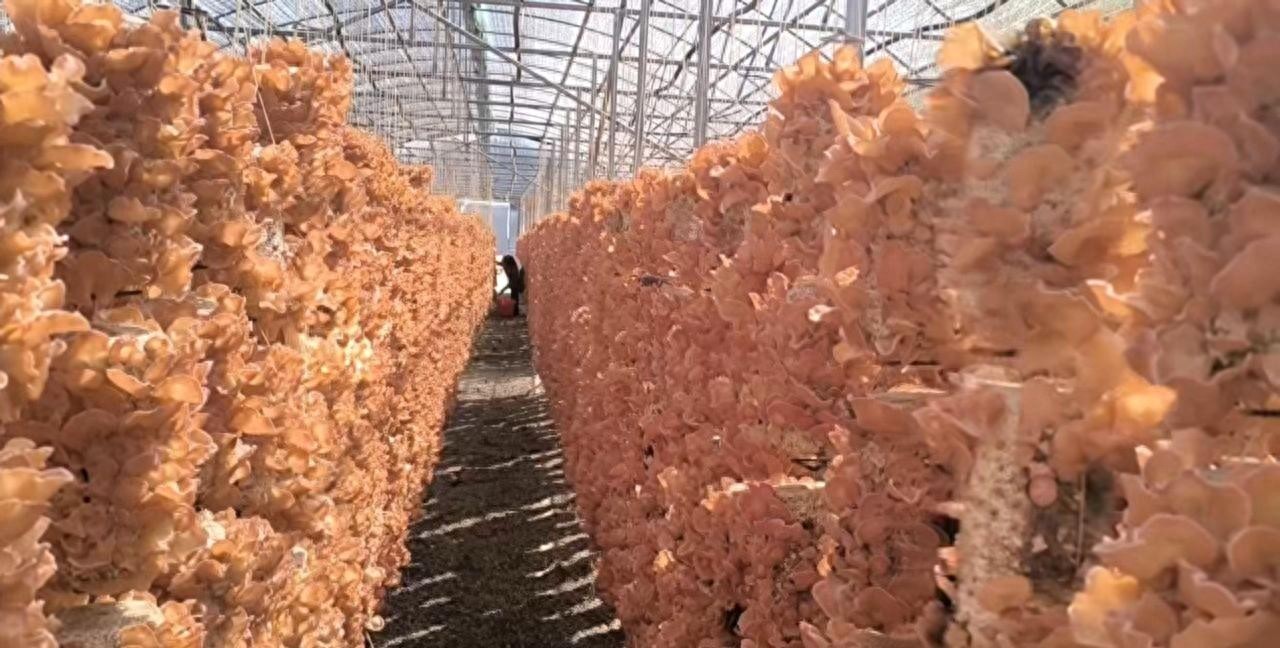 粉耳产业_贵妃耳经济效益_十大高附加值的农产品