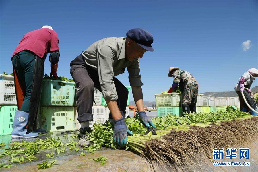 甘肃省定西市安定区高原夏菜采收_定西市的农产品有哪些_甘肃省定西市安定区蔬菜种植产业