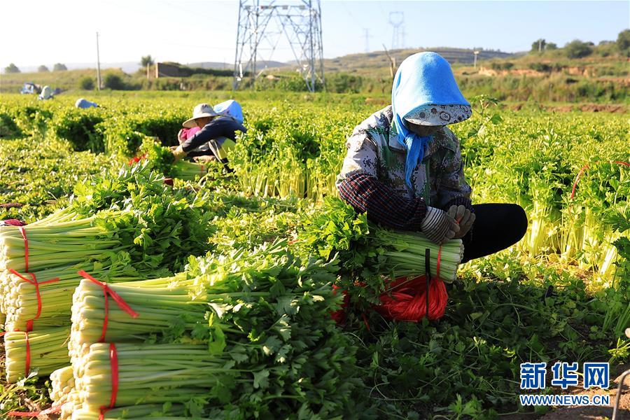 甘肃省定西市安定区蔬菜种植产业_甘肃省定西市安定区高原夏菜采收_定西市的农产品有哪些