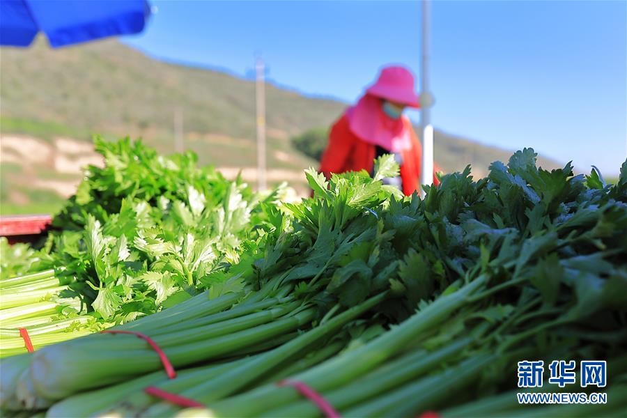 甘肃省定西市安定区高原夏菜采收_甘肃省定西市安定区蔬菜种植产业_定西市的农产品有哪些
