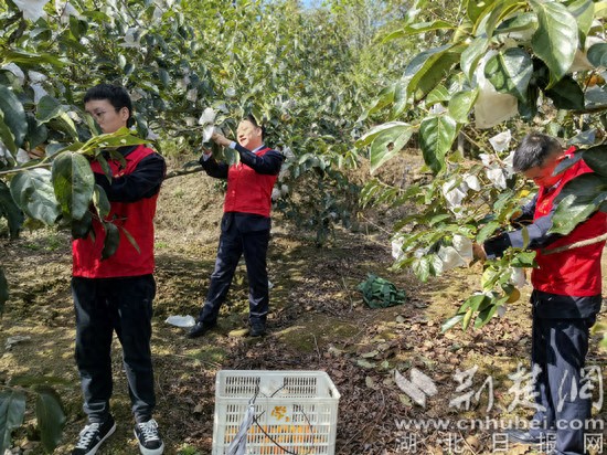 恩施脆柿滞销 鄂西山货郎助农活动_恩施富硒农产品_鄂西高速山货郎计划推广富硒农产品