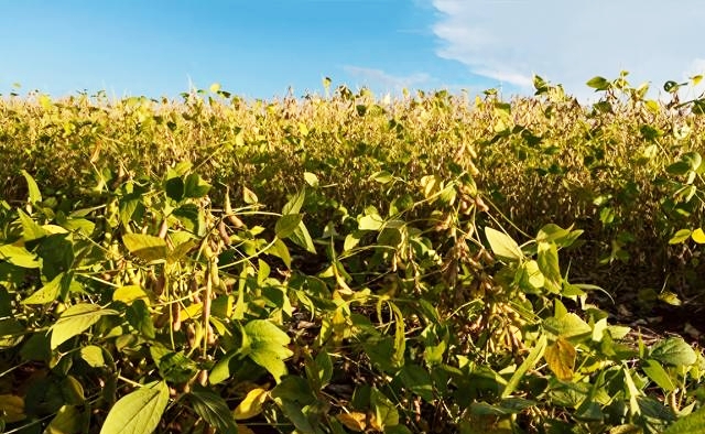 美国大豆滞销困境_中美大豆贸易谈判_2025年滞销农产品