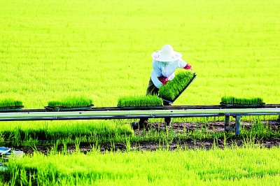 粮食安全_农产品营销论文_高标准农田建设