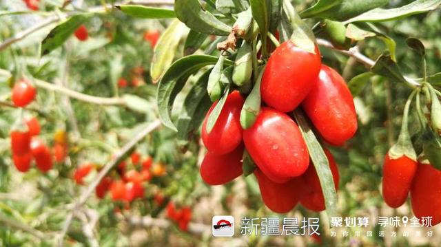 新疆农产品信息网_新疆多2小时日照瓜果口感品质_寻味新疆多2小时多30%甜直播活动