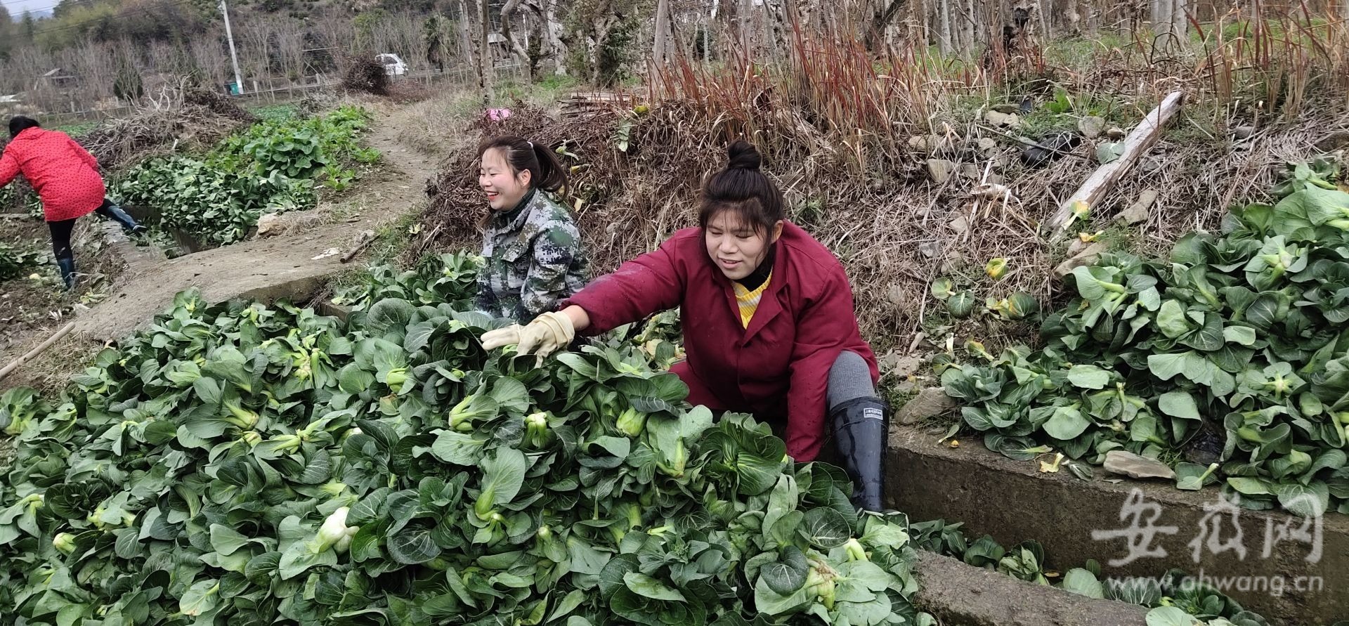 黄山市田园徽州滞销蔬菜收购 梅干菜加工销售 黄山市特色农产品推广_安徽农产品滞销