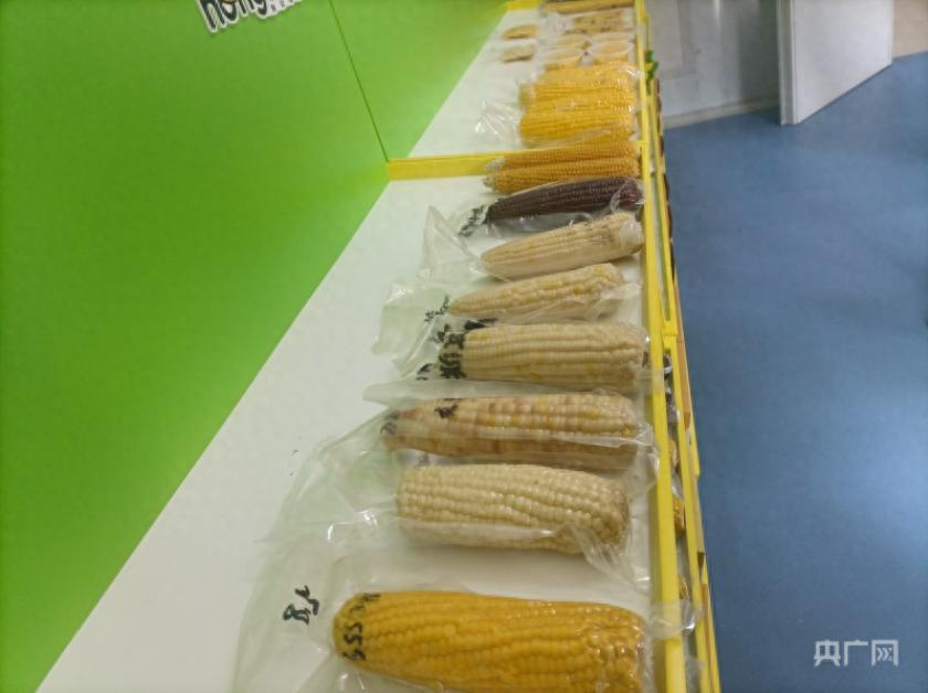 吉林粮食产量全国第四_吉林鲜食玉米产业发展_吉林省农产品