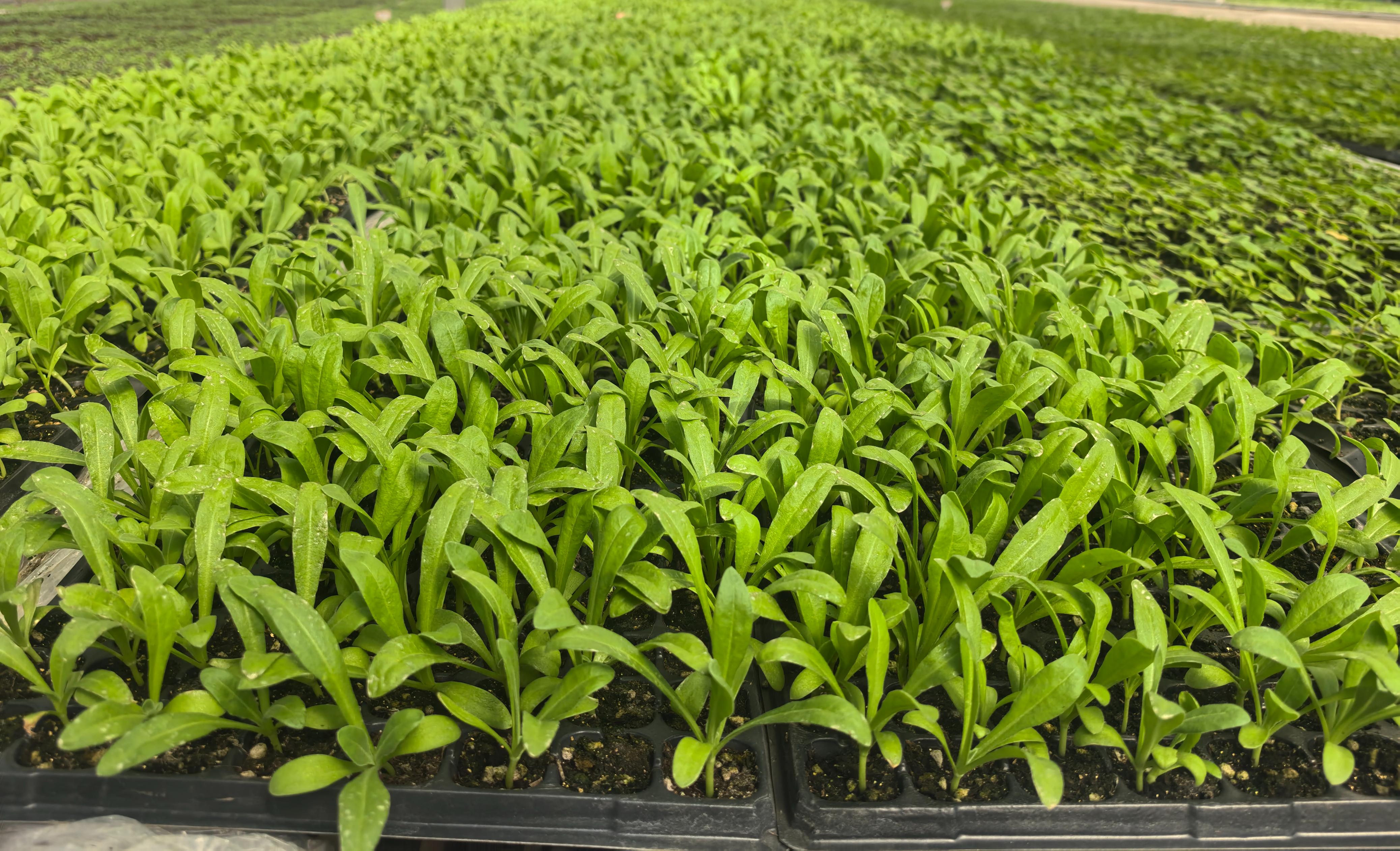 神木市园林所花卉育苗_农产品营养育苗_神木市园林所花木中转基地