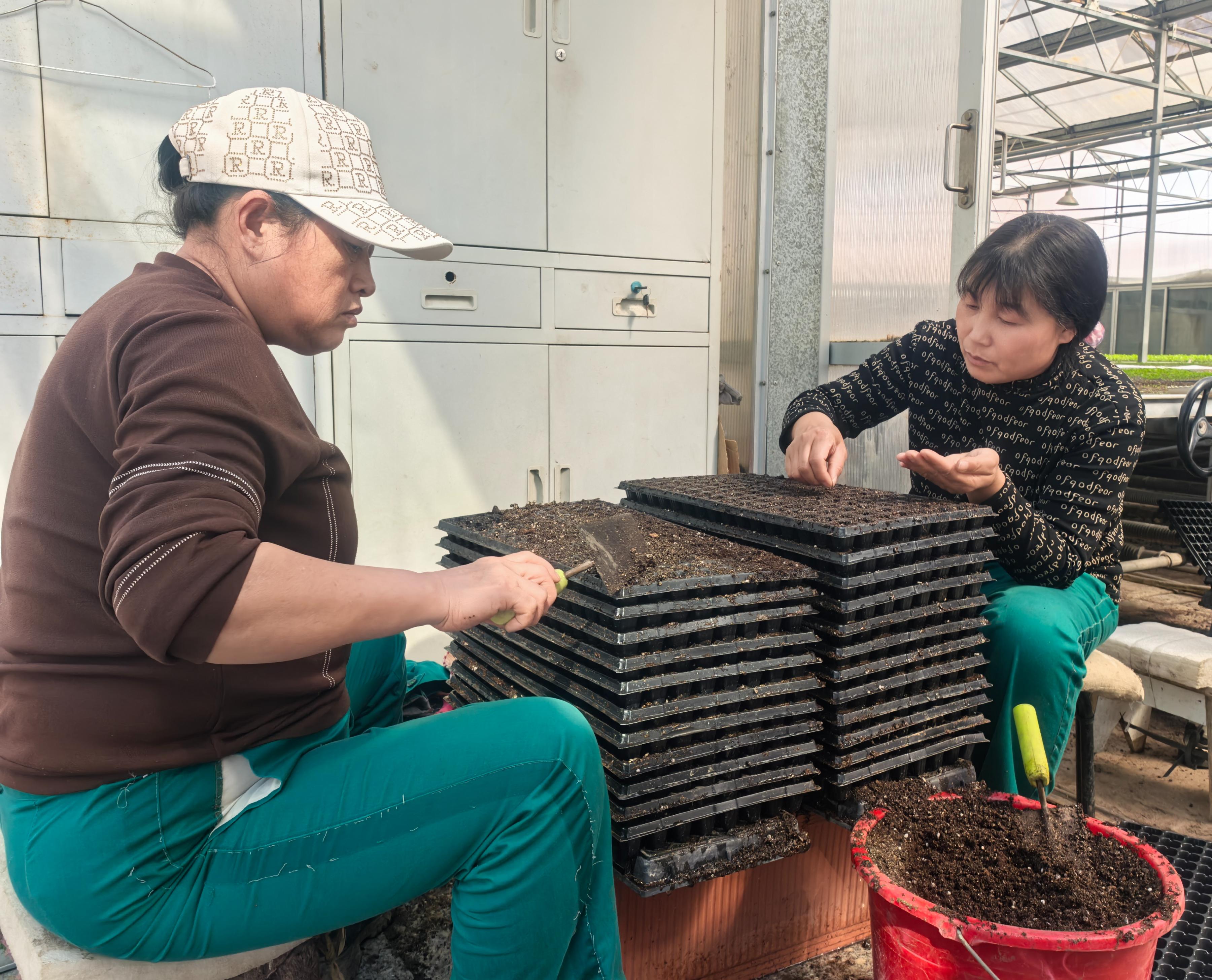 农产品营养育苗_神木市园林所花木中转基地_神木市园林所花卉育苗