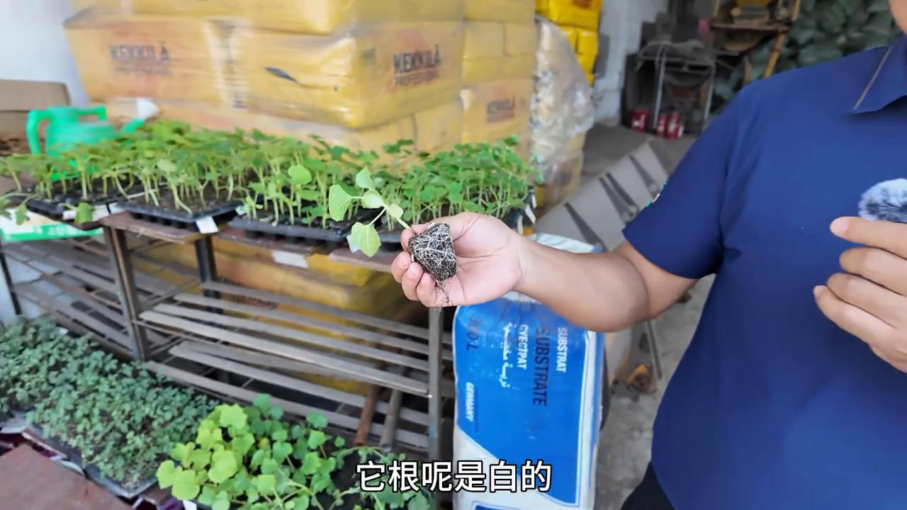 营养土生产过程_农产品营养育苗_营养土与有机肥区别