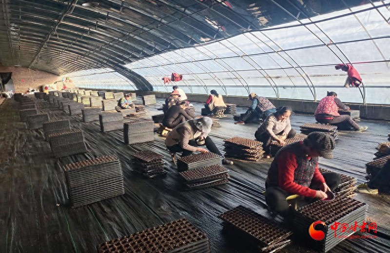 集约化育苗_农产品营养育苗_春耕备耕