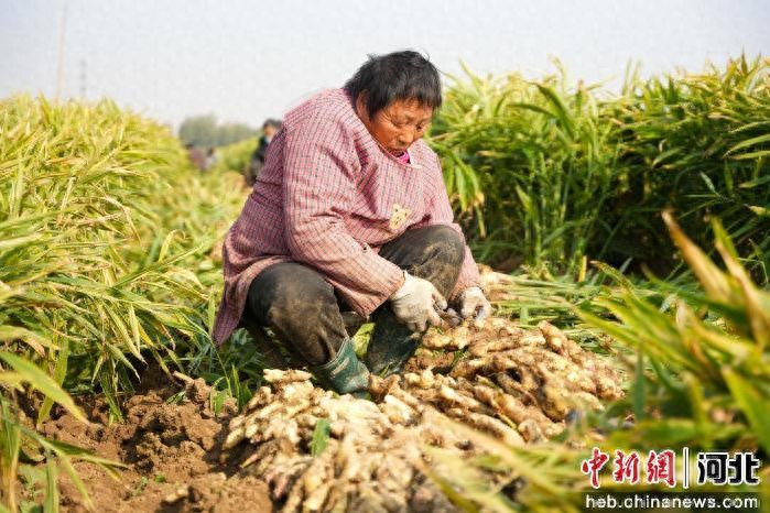 隆尧县悦富家庭农场生姜产量_农产品深加工方面有什么好的项目_河北隆尧县生姜种植