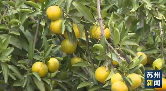 昆山市太秋甜柿特点_苏州农产品博览会_苏州柿子成熟时间