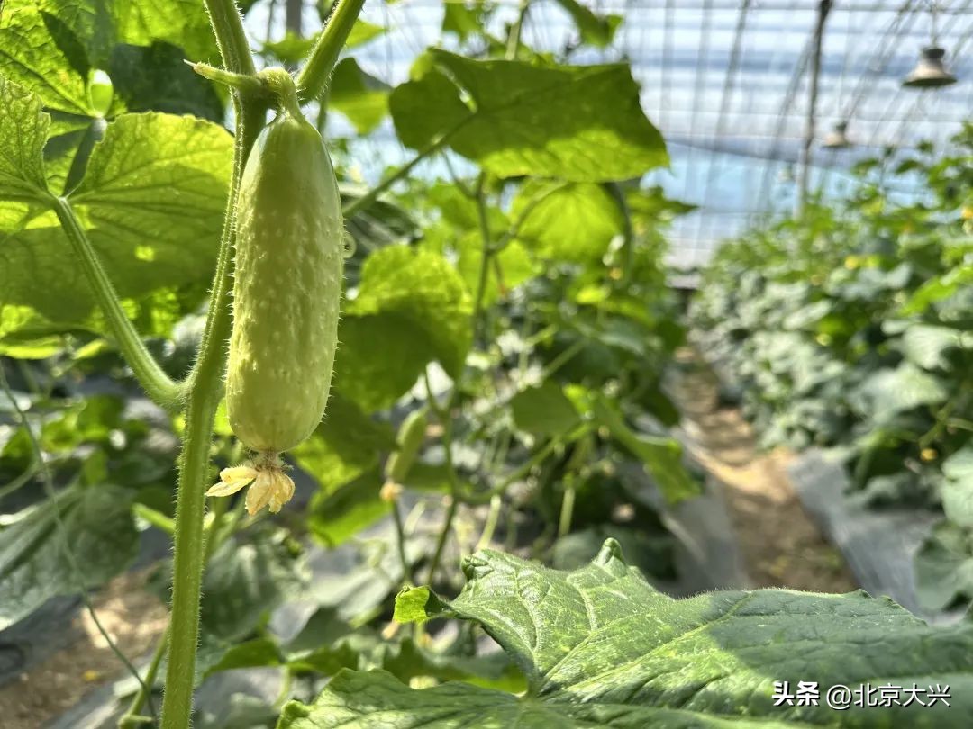农产品商标名字大全_优质安全特色农产品_大兴区蔬菜品牌创建