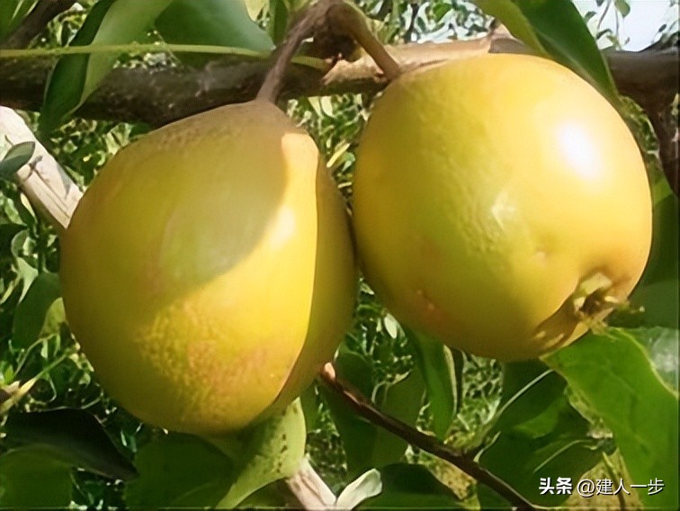 辽宁特色水果推荐_农产品商标名称大全_辽宁地理标志水果
