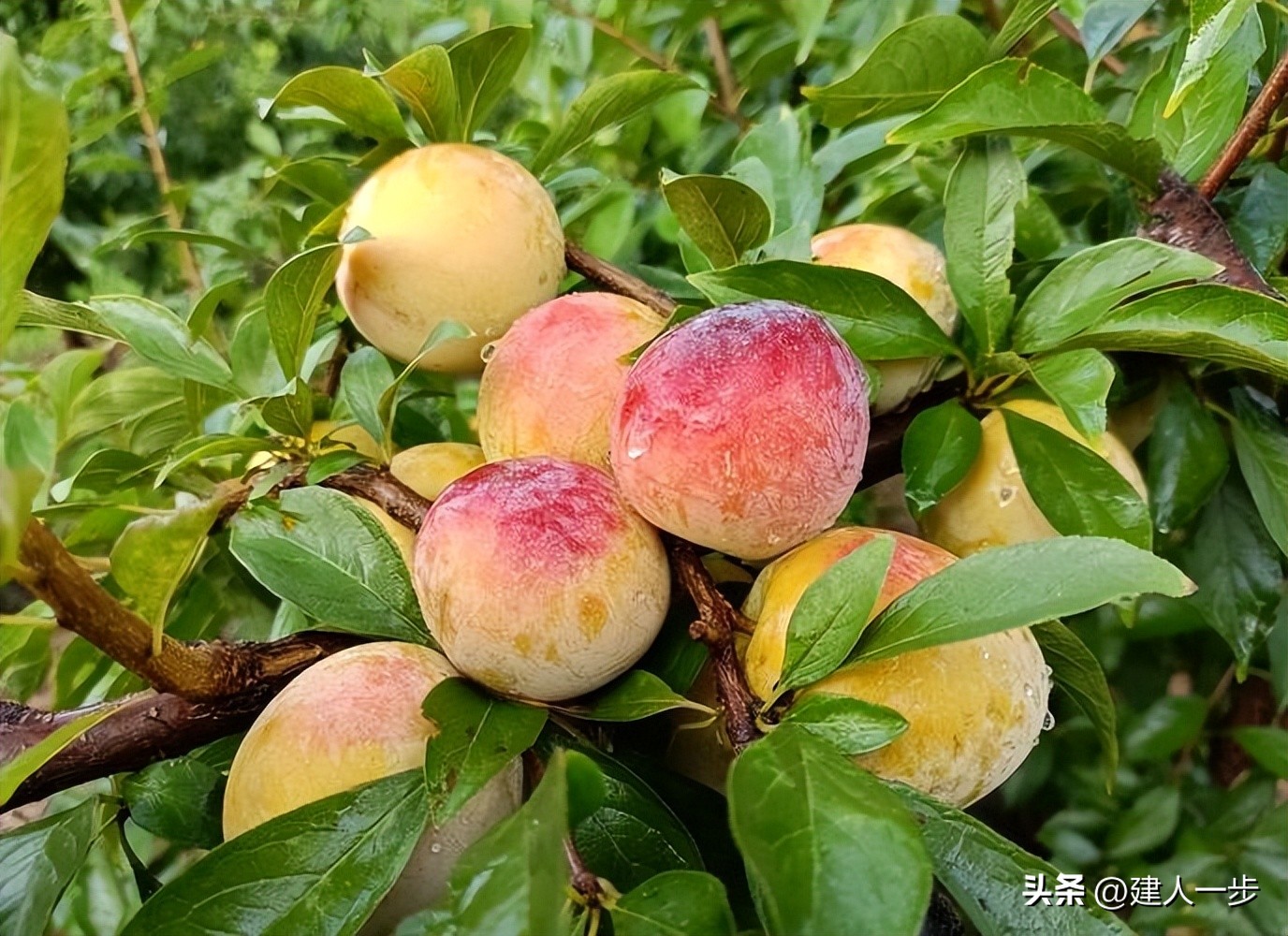 辽宁地理标志水果_农产品商标名称大全_辽宁特色水果推荐