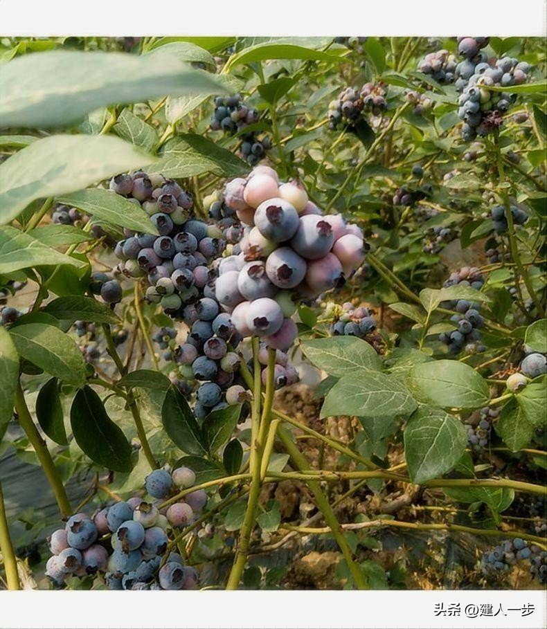 辽宁地理标志水果_农产品商标名称大全_辽宁特色水果推荐