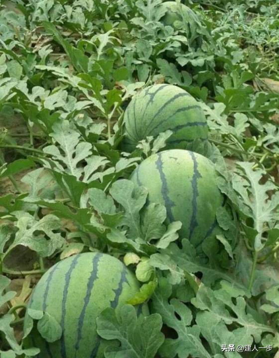 农产品商标名称大全_辽宁地理标志水果_辽宁特色水果推荐
