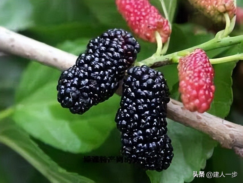 辽宁地理标志水果_辽宁特色水果推荐_农产品商标名称大全