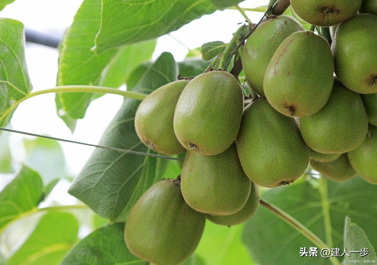 辽宁地理标志水果_辽宁特色水果推荐_农产品商标名称大全