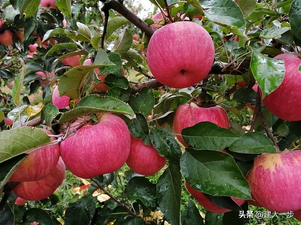 辽宁地理标志水果_农产品商标名称大全_辽宁特色水果推荐